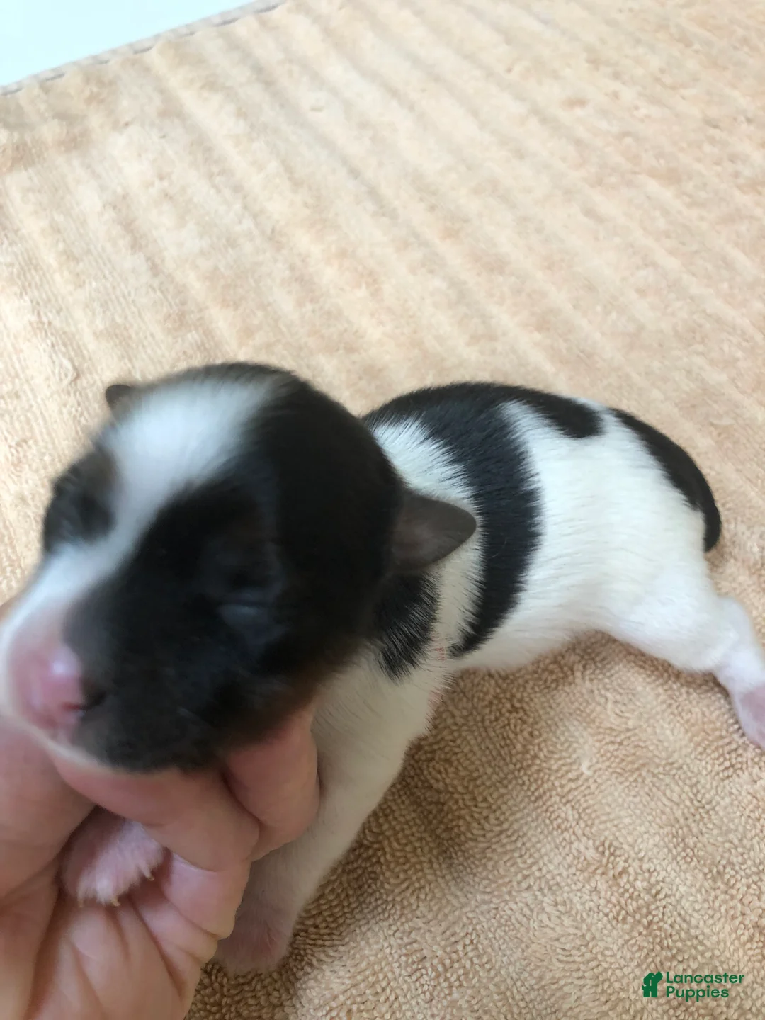 Yorkshire Terrier dogs for sale: Eli parti - Ad 2