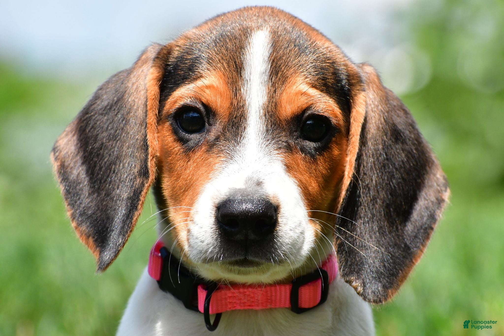 Beagle dogs Piper - Ad 1