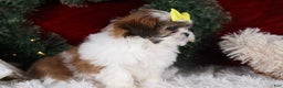 Shih Tzu dogs for sale: Norrie - Ad 6