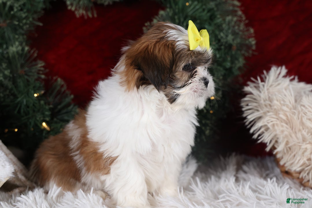 Shih Tzu dogs for sale: Norrie - Ad 6
