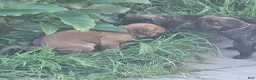 Mixed Breed dogs for sale: Red - Ad 4