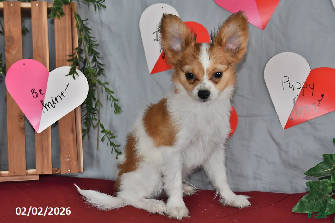 Papillon dogs for sale: Nick  - Ad 10