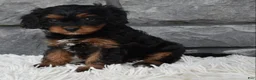 Cavapoo dogs for sale: Roxy - Ad 7