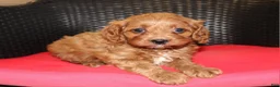 Cavapoo dogs for sale: Teddy - Ad 1