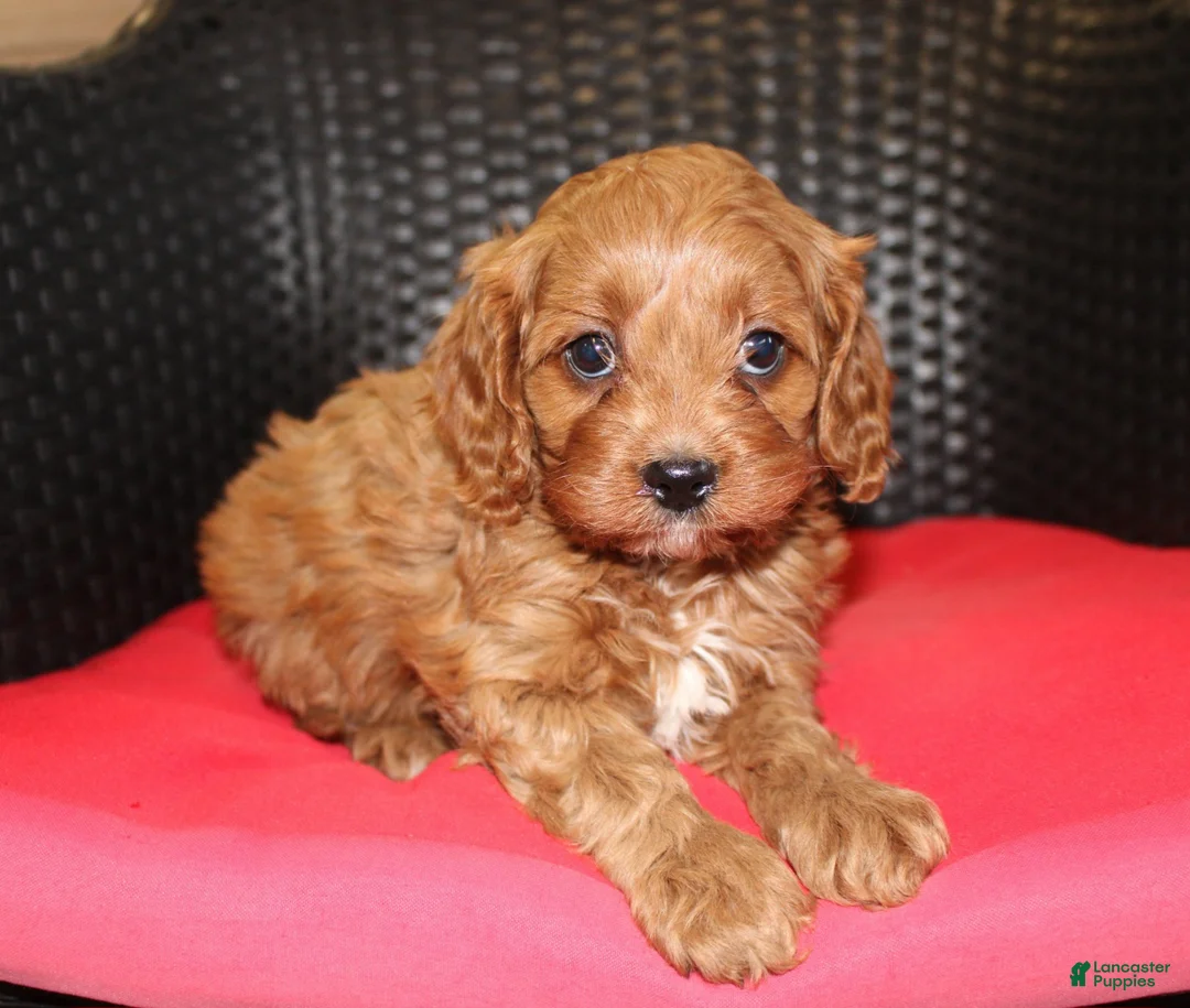 Cavapoo dogs for sale: Teddy - Ad 1