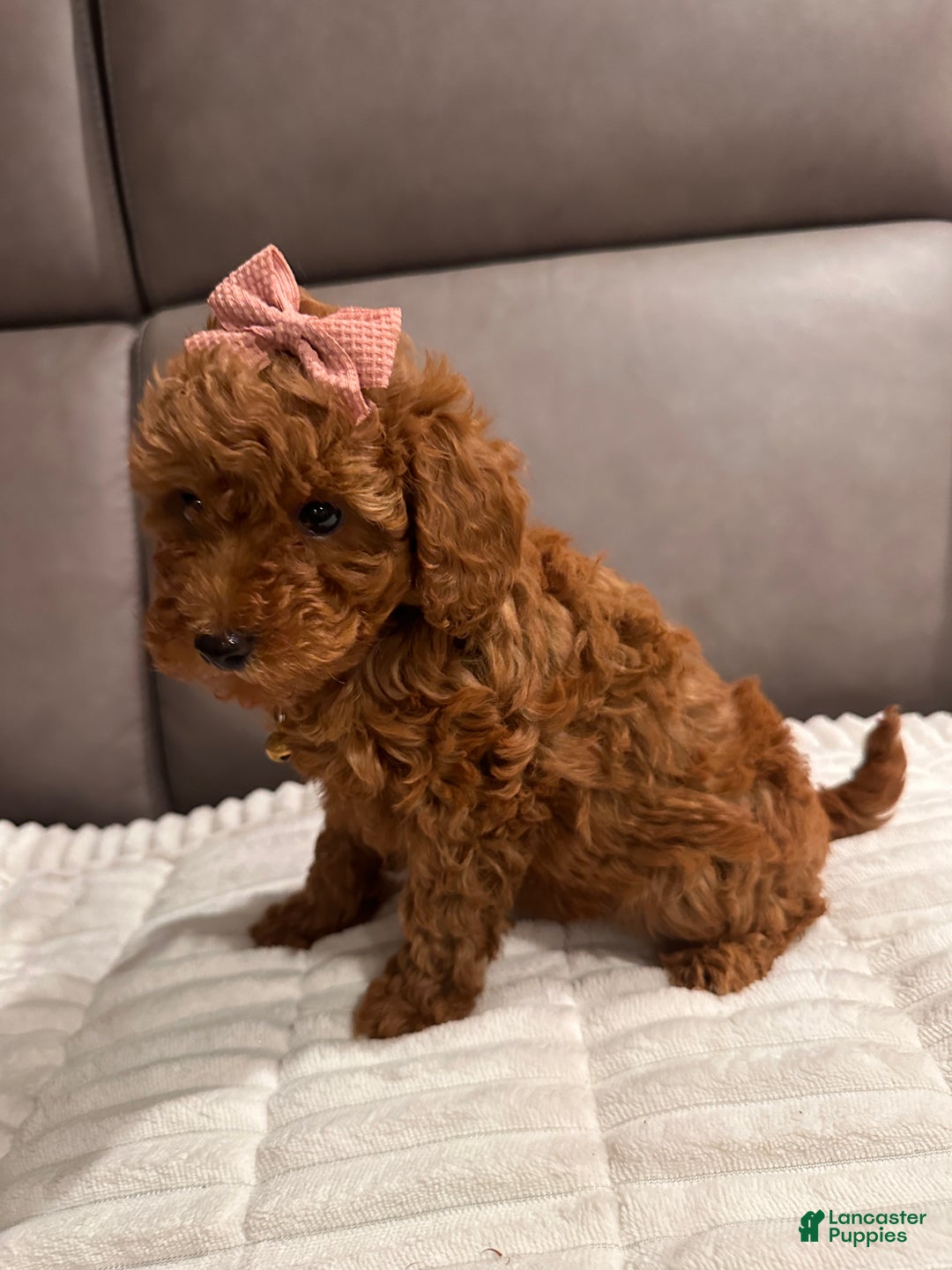 Toy Poodle dogs for sale: Ginger- AKC GENETIC TESTED - Ad 8