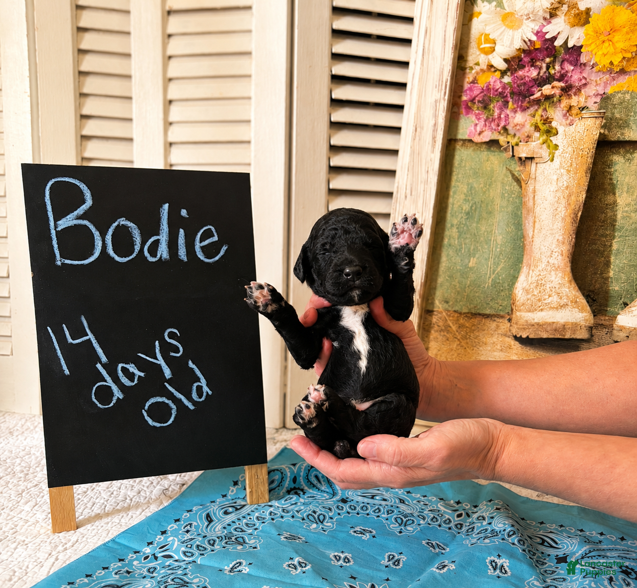 Standard Poodle dogs Bodie - Ad 1