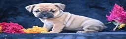 Mixed Breed dogs for sale: Princess - Ad 10