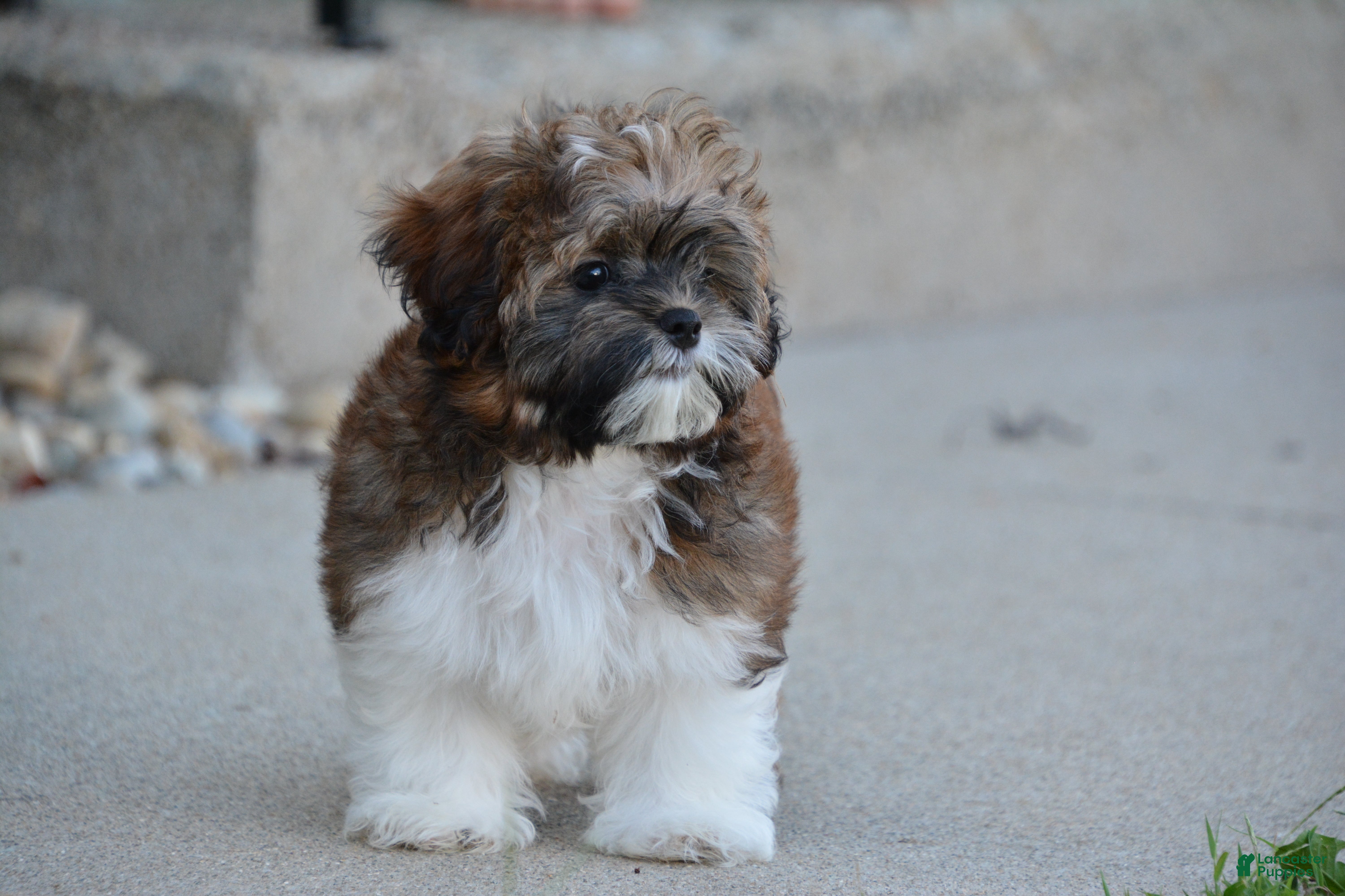 Shihpoo dogs Patches - Ad 1