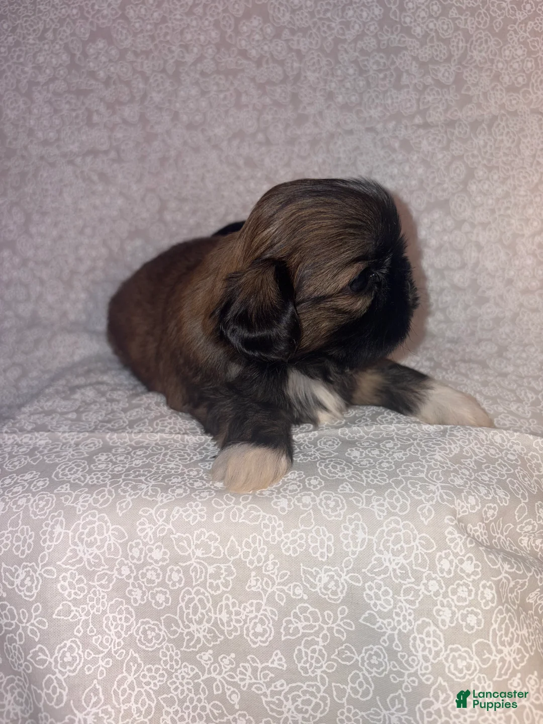 Shih Tzu dogs for sale: Ariel - Ad 4
