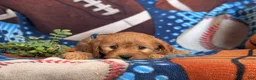 Cavapoo dogs for sale: Dillin - Ad 5