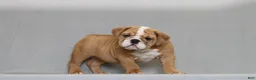 English Bulldog dogs for sale: Sinja - Ad 2