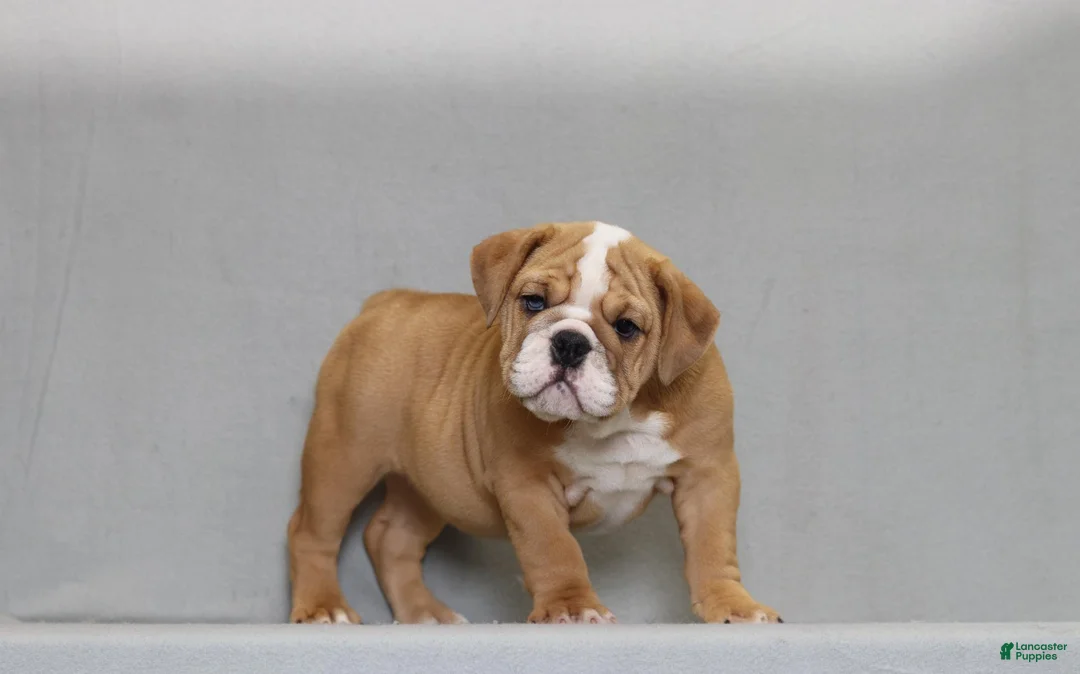 English Bulldog dogs for sale: Sinja - Ad 2