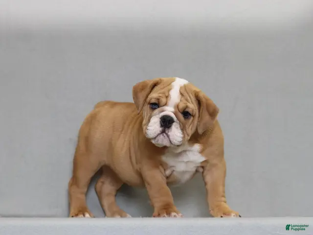 English Bulldog dogs for sale: Sinja - Ad 2
