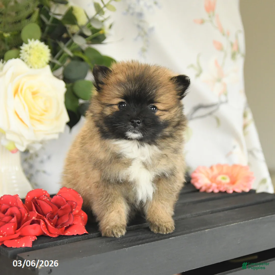 Pomeranian dogs for sale: Brent - Ad 3