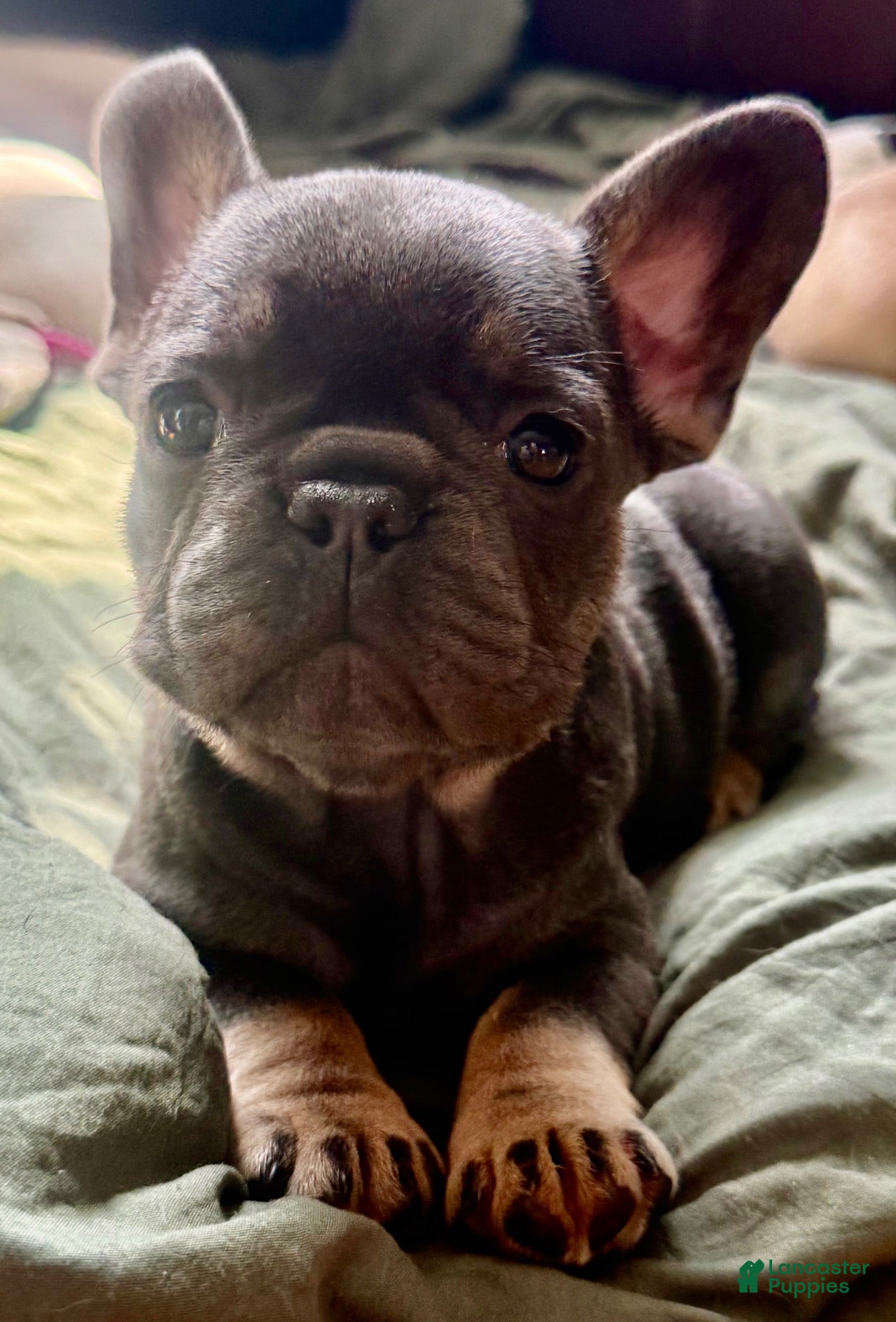 French Bulldog dogs for sale: Winnie Pooh - Ad 2