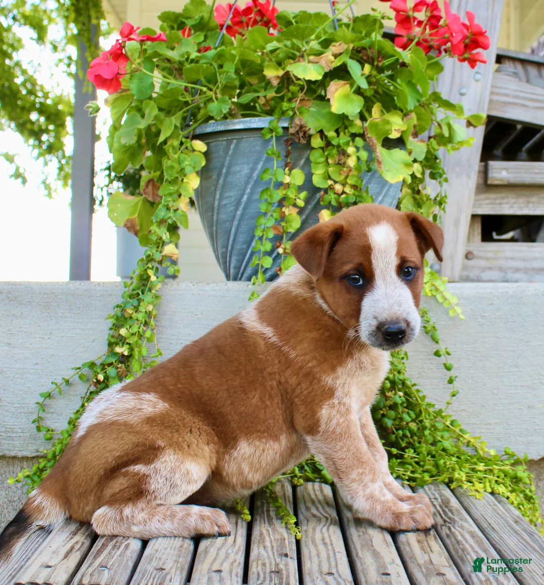 Australian Cattle Dog dogs for sale: Ace - Ad 6