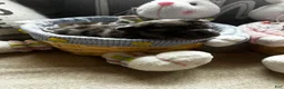 Mixed Breed dogs for sale: Bluey - Ad 7