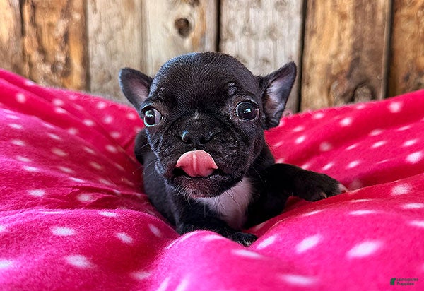 Frenchton dogs Cranberry  - Ad 1