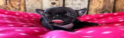 Frenchton dogs for sale: Cranberry  - Ad 1