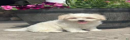 Teddy Bear dogs for sale: Jasmine  - Ad 3