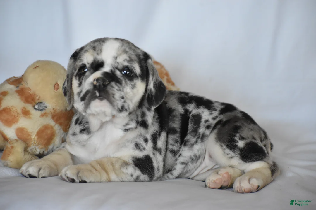 Beabull dogs for sale: Destiny - Ad 9