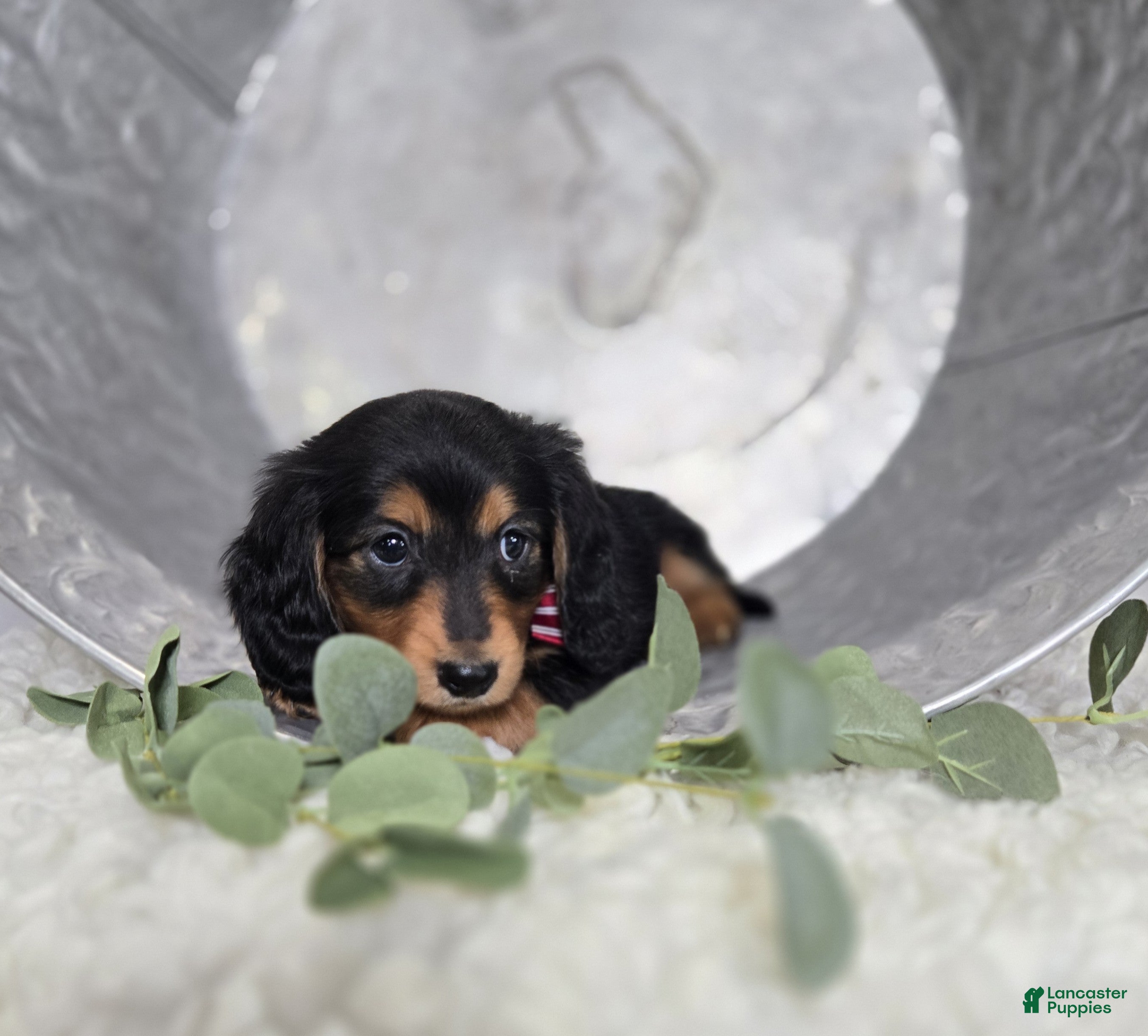 Miniature Dachshund dogs Albert - Ad 2