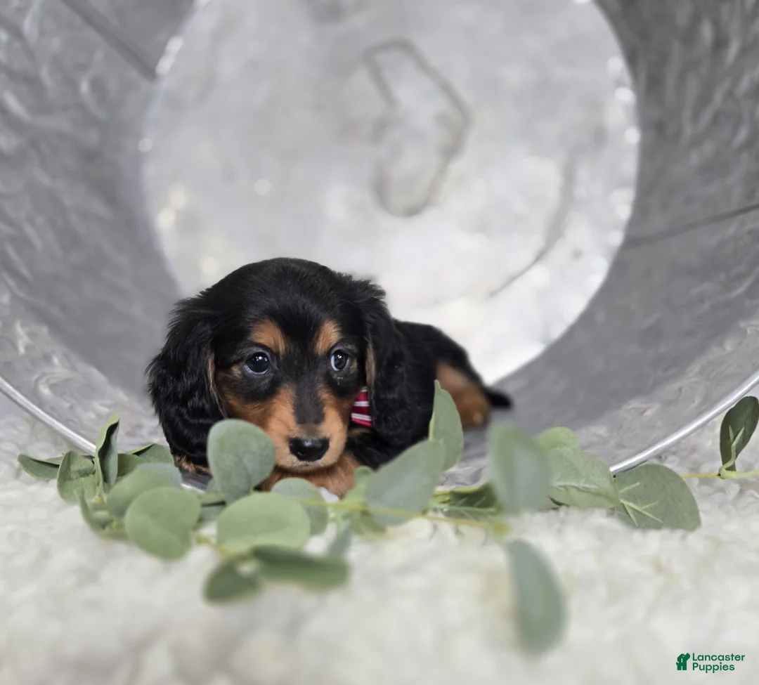 Miniature Dachshund dogs for sale: Albert - Ad 2