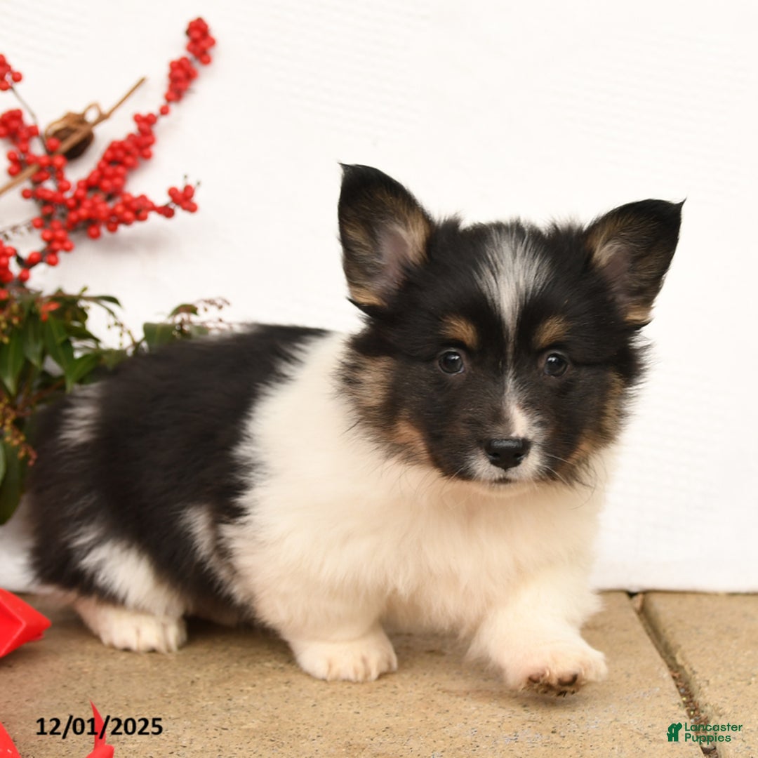 Welsh Corgi Pembroke dogs for sale: Pluto - Ad 3