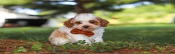 Miniature Poodle dogs for sale: Milo - Ad 4