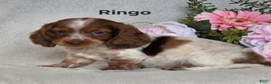 Ringo 