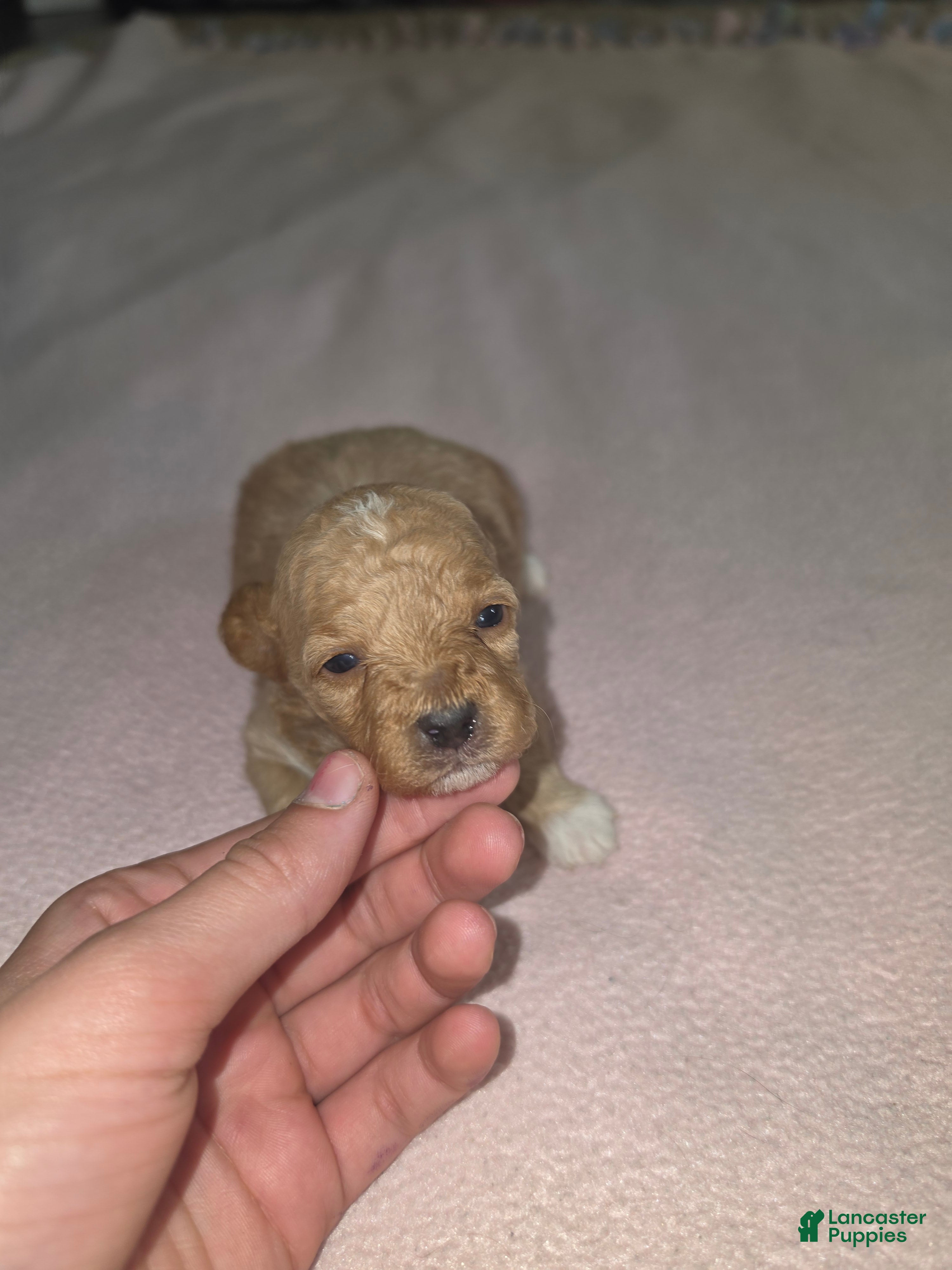 Toy Poodle dogs Toy Poodle 1 - Ad 1