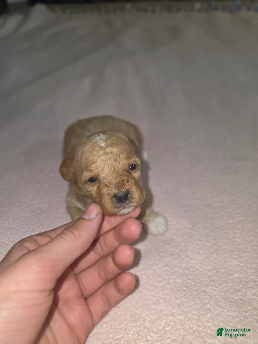 Toy Poodle dogs for sale: Toy Poodle 1 - Ad 1