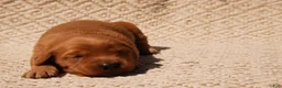 Golden Retriever dogs for sale: Daisy -AKC, Genetically Clear - Ad 86
