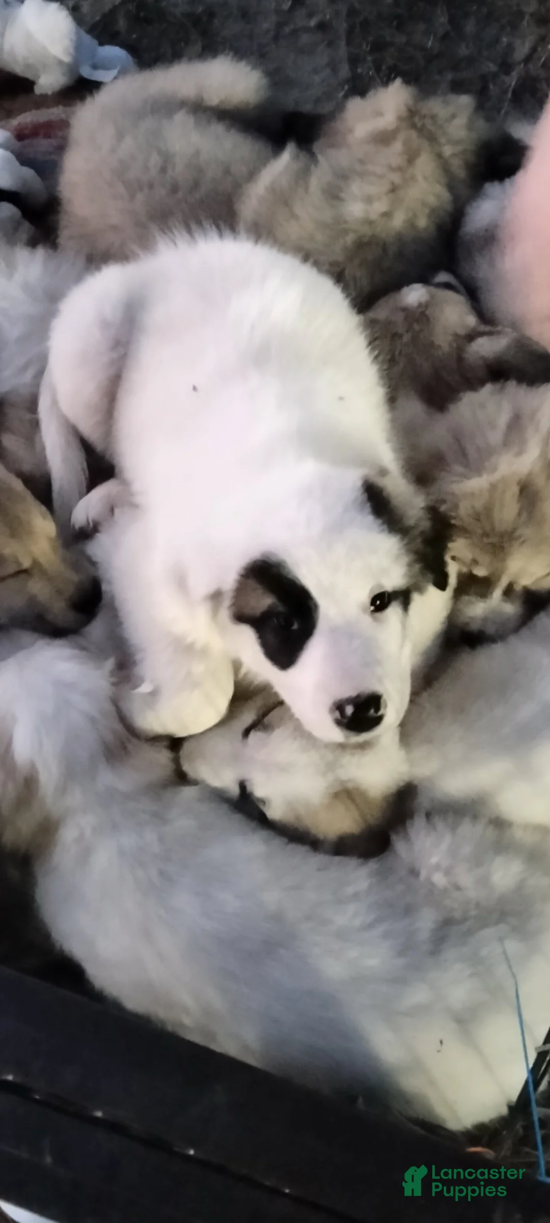 Mixed Breed dogs for sale: Great Pyrenees puppies  - Ad 9