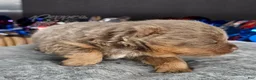 Pomeranian dogs for sale: Pepper's The Way You Make Me Feel - "Waylon" - Ad 54
