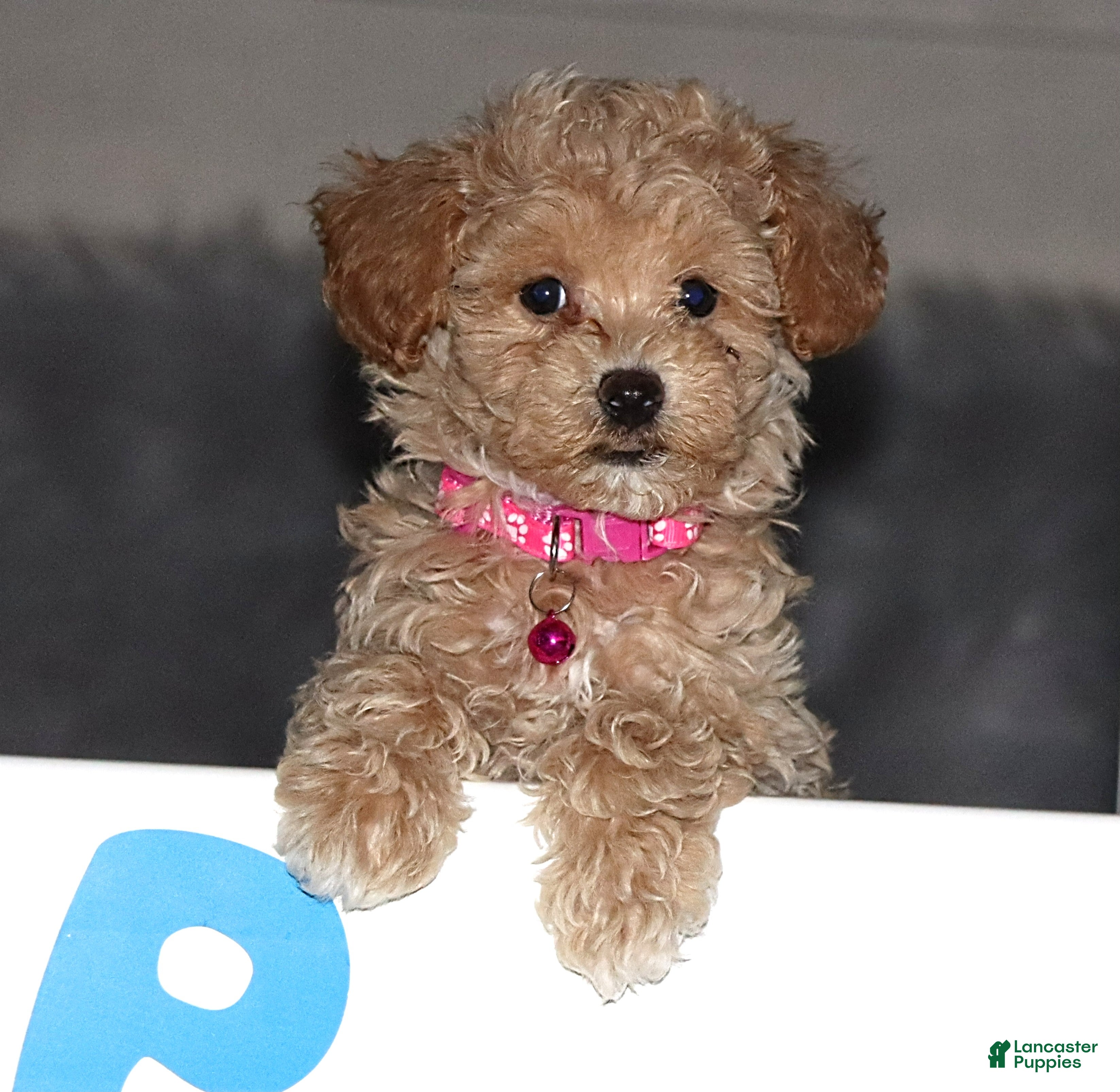 Havapoo dogs Annabelle 🌷 CURLY - Ad 15