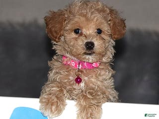 Havapoo dogs Annabelle 🌷 CURLY - Ad 3