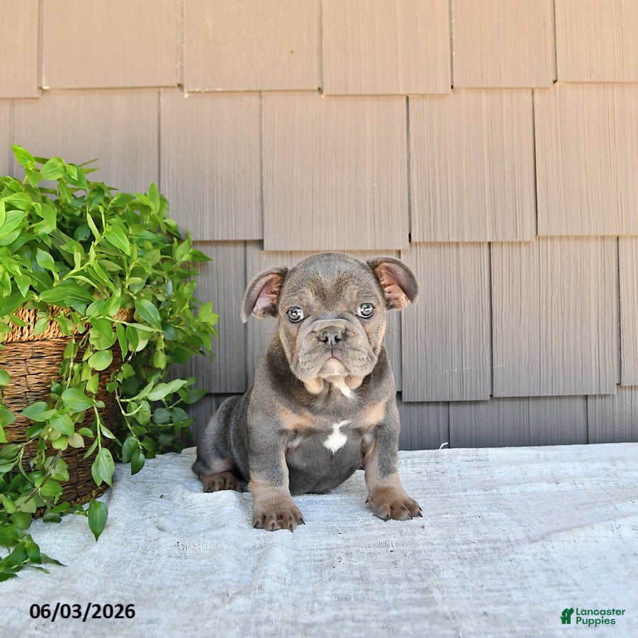 French Bulldog dogs for sale: Twila - Ad 3