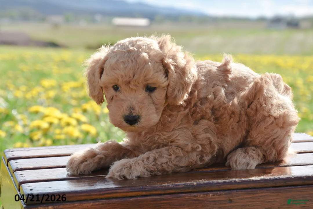 Toy Poodle dogs for sale: Silas - Ad 2