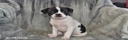 Mixed Breed dogs for sale: Lightning - Ad 2