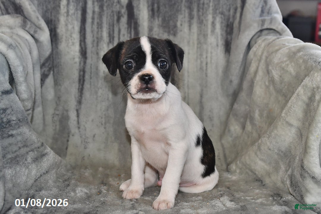 Mixed Breed dogs for sale: Lightning - Ad 2