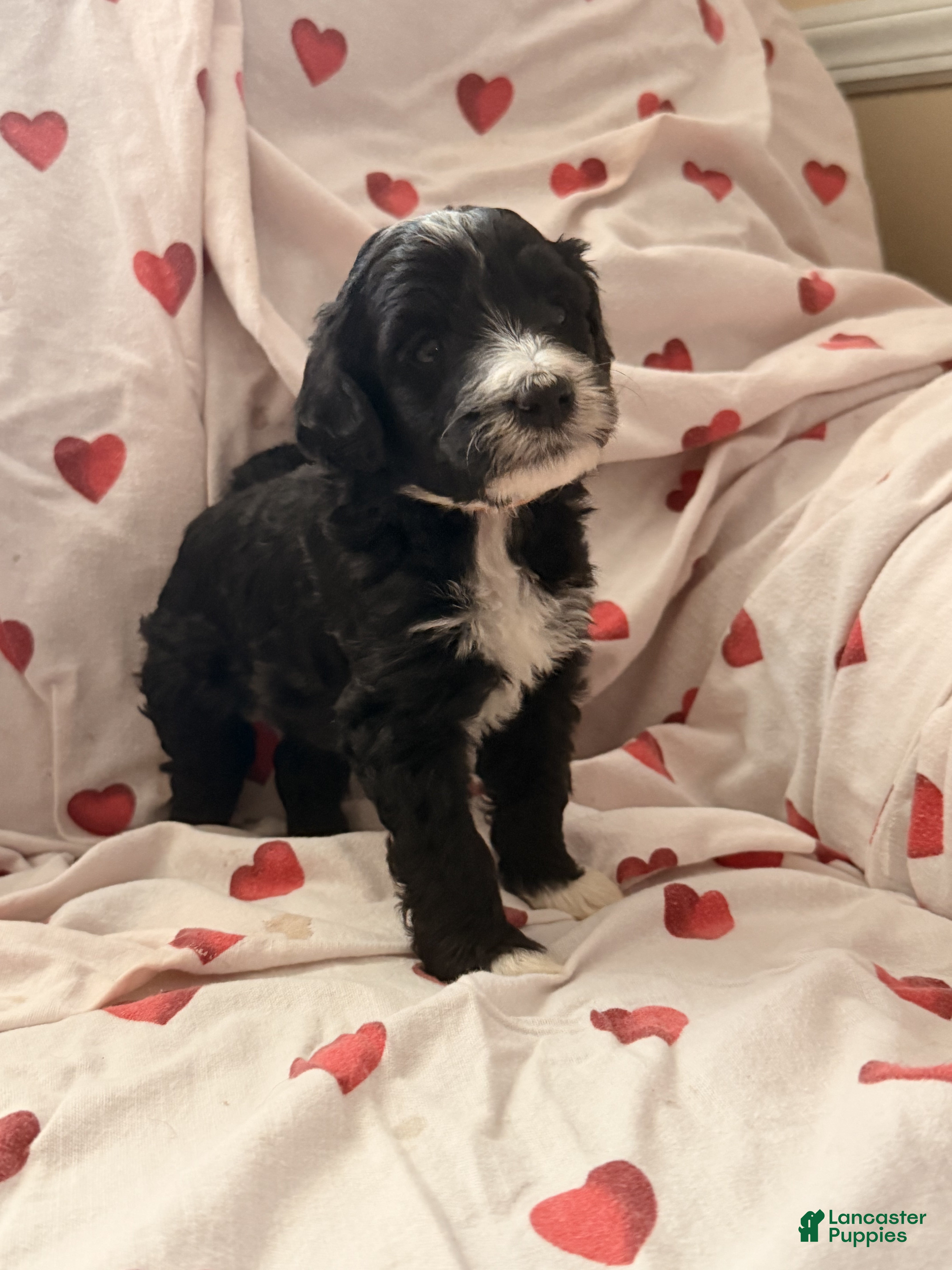 Bernedoodle dogs Adele - Ad 1