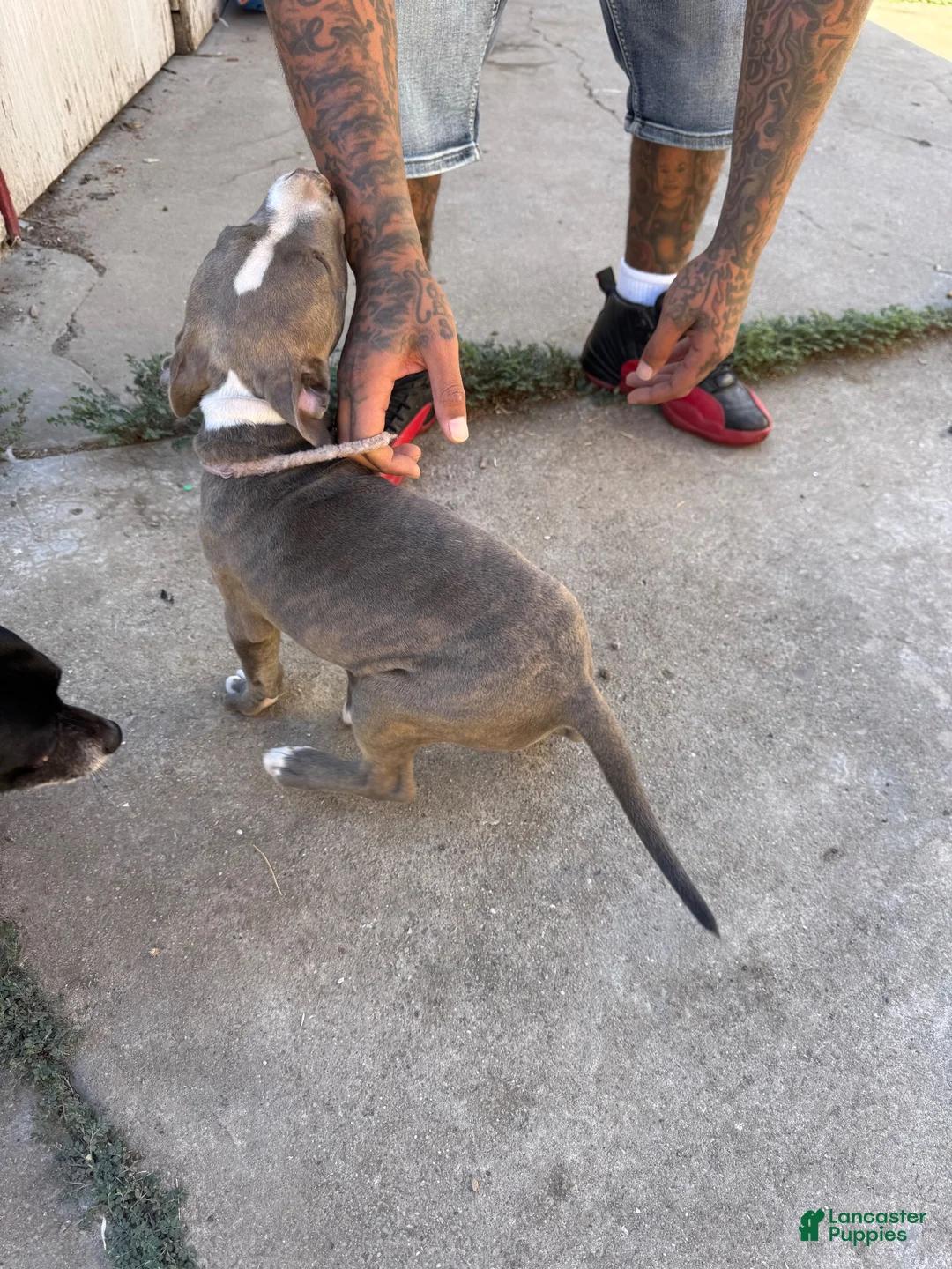American Pit Bull Terrier dogs for sale: American Pit Bull Terrier 1 - Ad 4