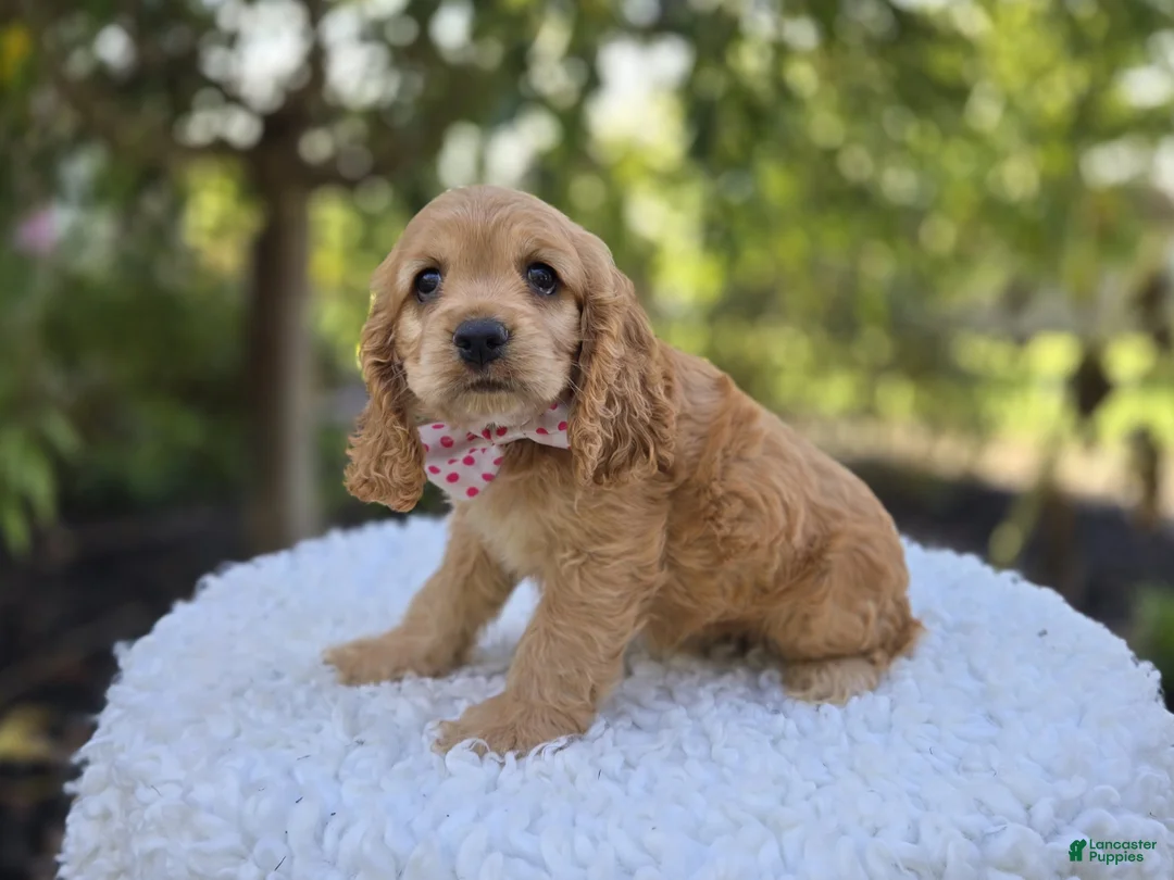 Cocker Spaniel dogs for sale: Kimberly - Ad 1