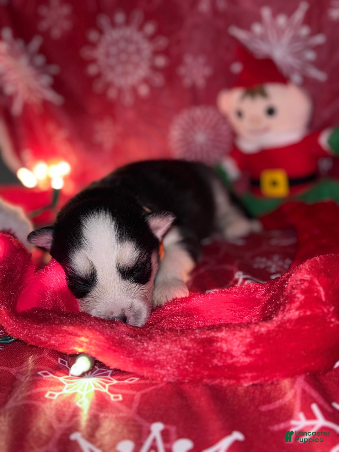 Siberian Husky dogs for sale: ORANGE - Ad 5