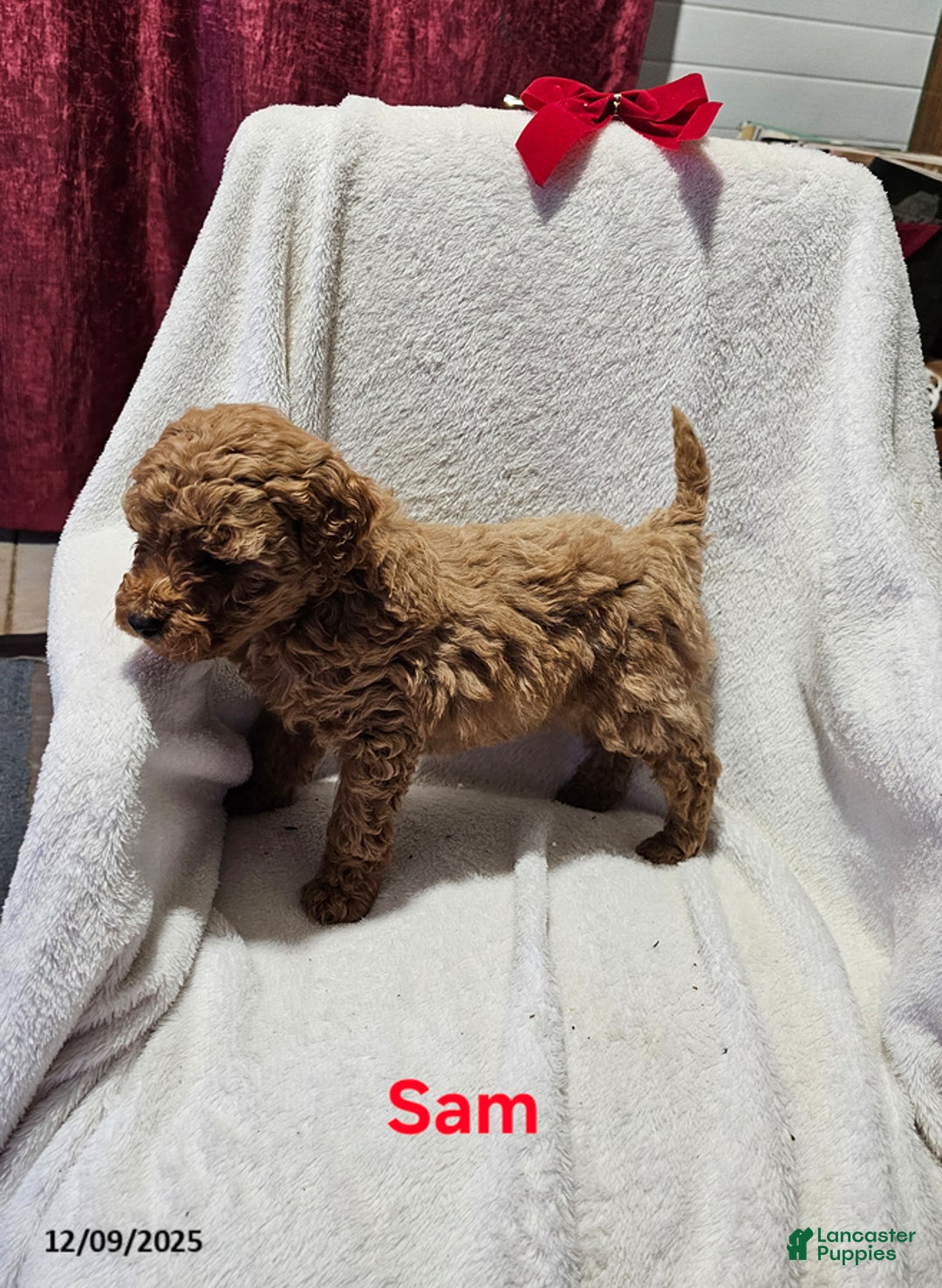 Havapoo dogs for sale: Sam - Ad 2