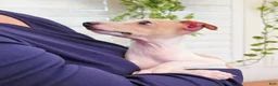 Italian Greyhound dogs for sale: Santiago - Ad 1
