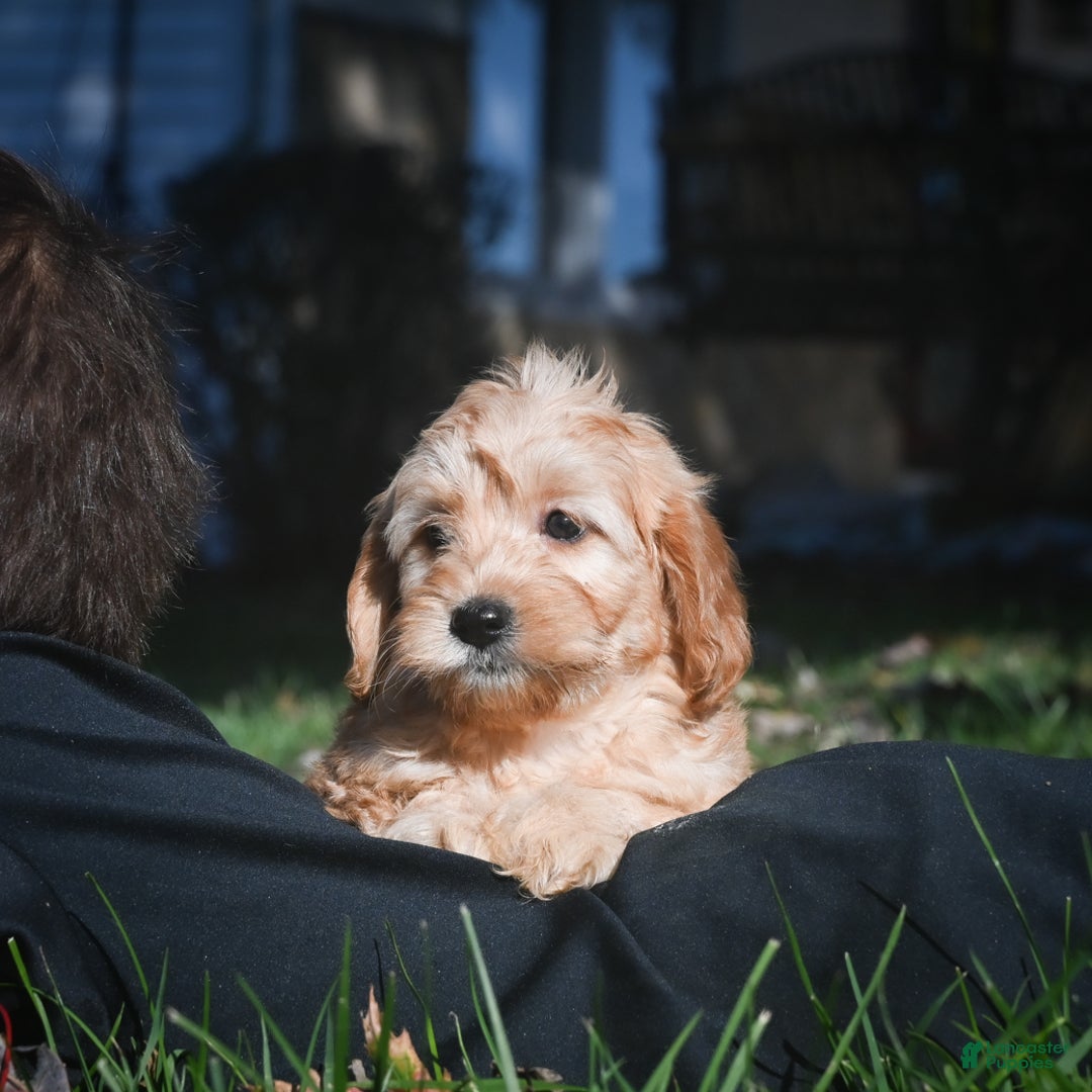 Miniature Poodle Puppies for sale under $500 Lancaster Puppies