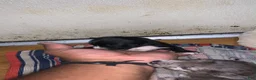 American Pit Bull Terrier dogs for sale: Black and mild - Ad 3